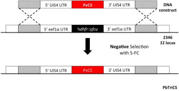 Figure  5:  Schematic  representation  of  PbTriCS  transfection  through  the  GIMO  transfection method