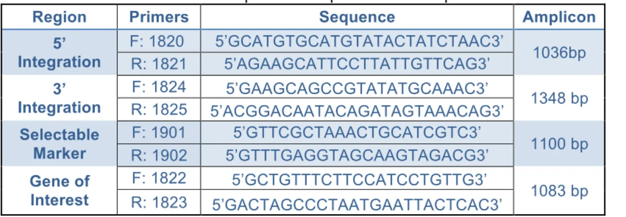 Table 3: PCR reaction program for gene of interest (PvCS@UIS4) 