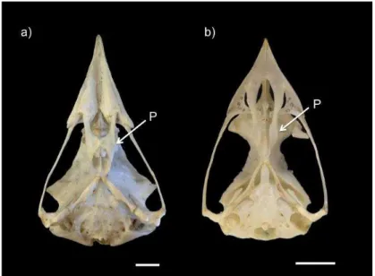 Figura  18.  Aspecto  ventral  do  crânio  de  Steatornis  caripensis  MCZ1401(esquerda)  e  Pharomacchrus mocinno USNM346730 (direita), demonstrando similaridade nos ossos palatinos