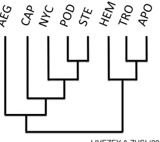 Figura  5.  Proposta  de  relacionamento  entre  as  famílias  Caprimulgiformes  e  Apodiformes,  de  acordo  com  Livezey  &amp;  Zusi  (2007)