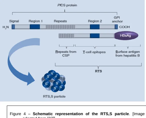 Figure  4  –  Schematic  representation  of  the  RTS,S  particle.  [Image  adapted from [27]] 