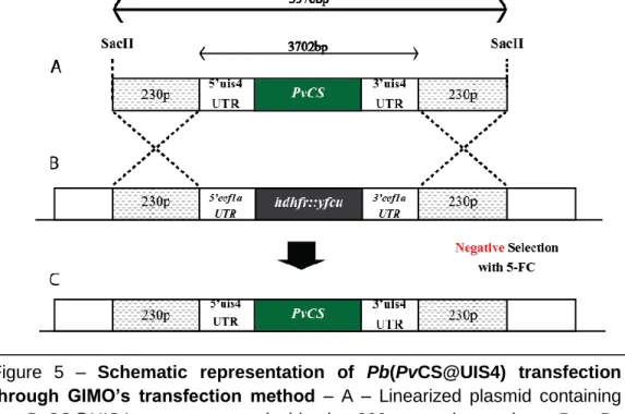 Figure  5  –  Schematic  representation  of  Pb(PvCS@UIS4)  transfection  through  GIMO’s  transfection  method  –  A  –  Linearized  plasmid  containing  the  PvCS@UIS4  gene  cassette  inside  the  230p  targeting  regions