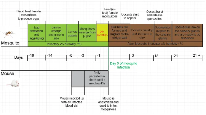 Figure  6  –  Mosquito  rearing  and  infection  Schedule  –  Day  0  corresponds  to  the  day  that  mosquitoes  were  fed  with  an  infectious  blood  meal