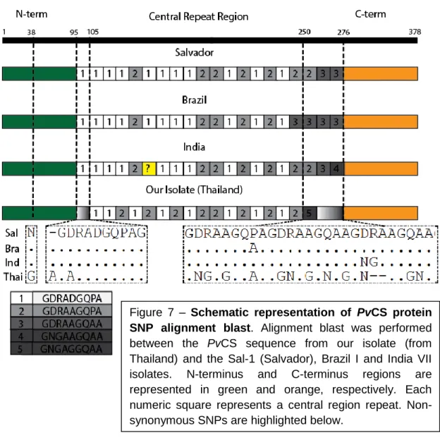 Figure  7  –  Schematic  representation  of  PvCS  protein  SNP  alignment  blast.  Alignment  blast  was  performed  between  the  PvCS  sequence  from  our  isolate  (from  Thailand)  and  the  Sal-1  (Salvador),  Brazil  I  and  India  VII  isolates