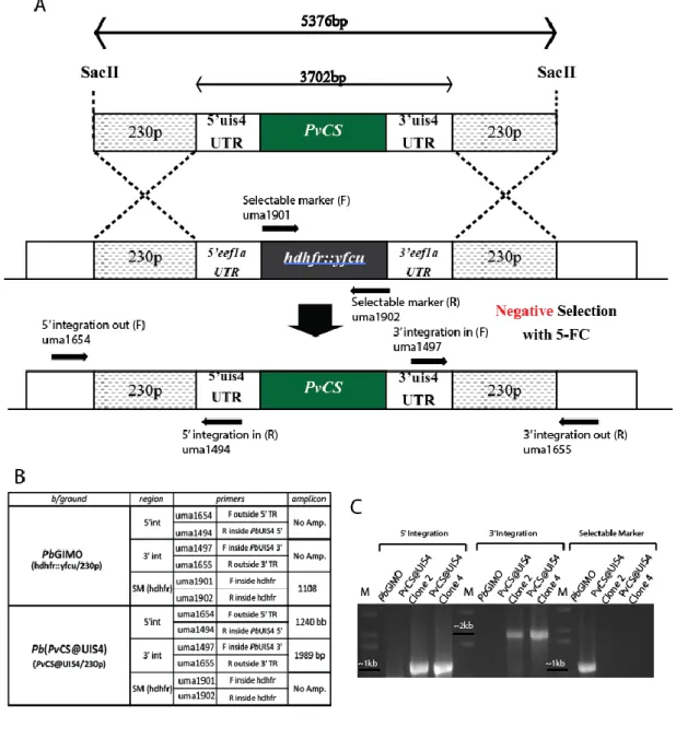 Figure 8 – A – Schematic representation of the GIMO transfection method used to  generate Pb(PvCS@UIS4) parasites with integration PCR primer binding sites
