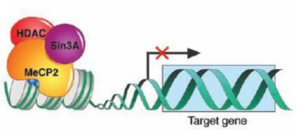 Figure 2 – MeCP2 function as a transcriptional repressor. (Adapted from (Chahrour et al., 2008)) 