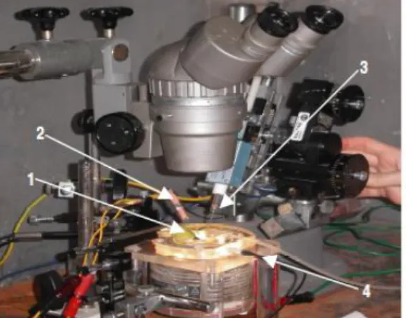 Figure  11  –  Setup  for  extracellular  microelectrophysiology  recordings.  1-  Reference  electrode