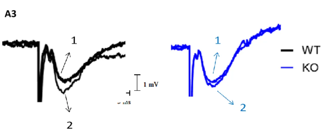 Figure 13 – Changes in fEPSP induced by DPCPX – A1 shows the averaged time courses of changes in fEPSP slope  induced by application of DPCPX (50 nM) in slices taken from WT (black symbols, n= 4) and KO (blue symbols, n=8)  animals