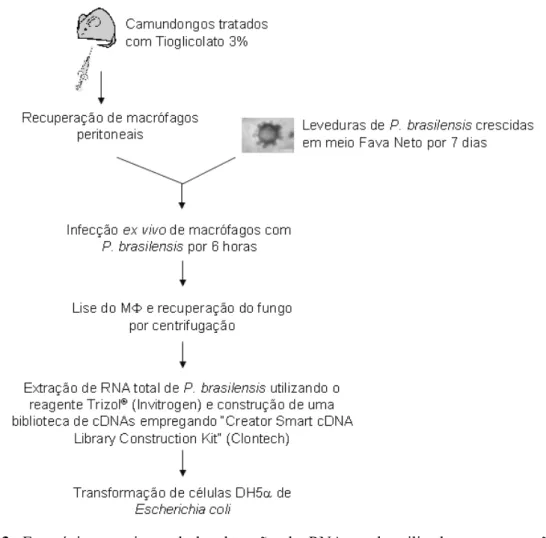 Figura 3. Estratégia experimental de obtenção de RNA total, utilizado na construção da  biblioteca de cDNA da forma levedura de P