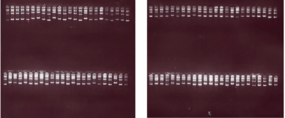 Figura 5: Eletroforese em gel de agarose 0,8% corado com brometo de etídeo, na concentração  final de 0,5 μg/mL, ilustrando o perfil característico de DNAs plasmidiais preparados a partir  de clones isolados e selecionados aleatoriamente da biblioteca de c