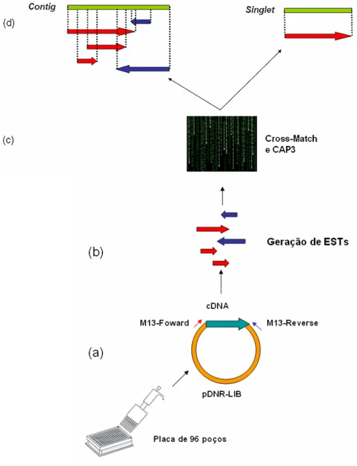 Figura 6: Estratégia de geração e agrupamento de ESTs. (a) O inserto de cDNA, representando  um transcrito é clonado no vetor pDNR-LIB, contendo seqüências para amplificação e  seqüenciamento (M13 Universal e Reverso); (b) amplificação do inserto, resultan