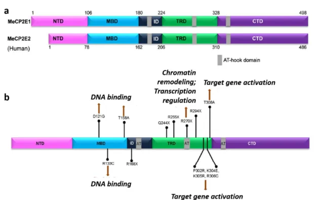 Figure 1.3 - MeCP2 protein structure, mutations and associated impairments in  RTT. a – MeCP2_e1 and  MecP2_e2  protein  has  498  and  486  amino  acids,  respectively