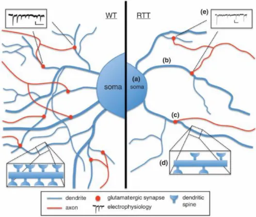 Figure 1.6  Phenotypical characteristics of neurons-derived from  RTT-hIPSCs. As observed in other RTT  models, neurons derived from RTT-hIPSCs exhibit (a) smaller soma size; (b) reduced dendritic branching; 
