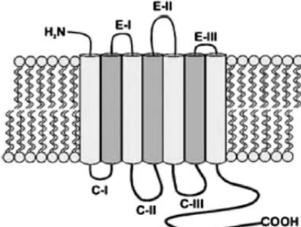 Figure  1.10  -  Adenosine  receptor  structure.  Adenosine  receptors  are  constituted  by  an  N-terminal  extracellular  domain,  3  extracellular  loops  (E-I,  E-II  and  E-III),  a  C-terminal  intracellular  domain  and  3  intracellular loops (C-I