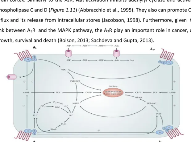 Figure  1.11  Adenosine  signalling  pathway.  Schematic  representation  of  the  pathways  activated  by  adenosine