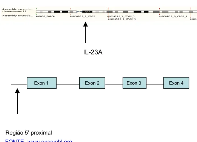 Figura 6. Ilustração do cromossomo 12, com a localização do gene IL-23A e,  abaixo, a           