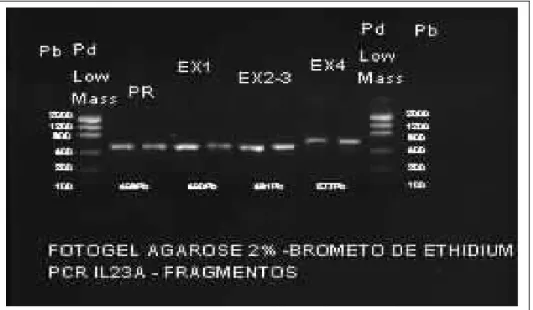 Figura 7. Foto do gel de agarose a 2%, mostrando o tamanho dos fragmentos do  gene 