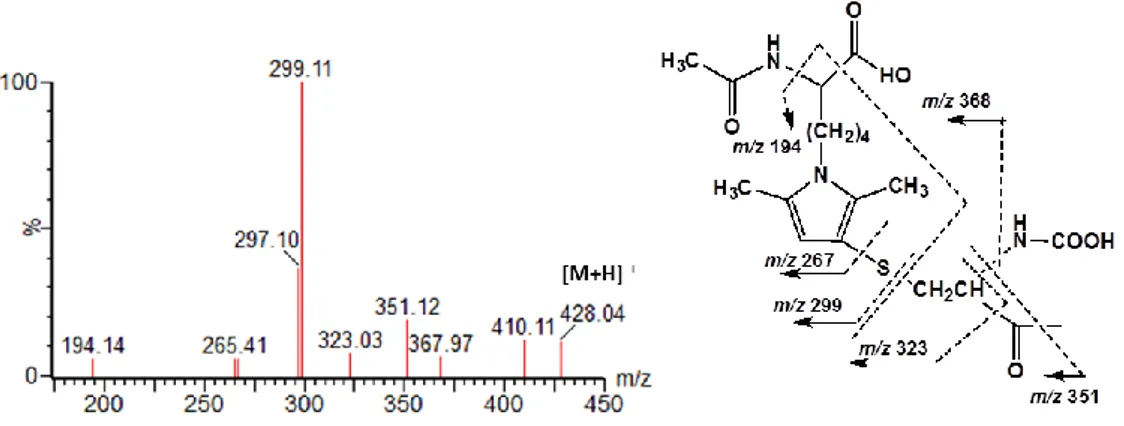 Figure  3.5  MS/MS  spectrum  of  synthesized  pyrrole  compound,  DMPN  NAC,  obtained  after  the  fragmentation of the molecular ion m/z 428