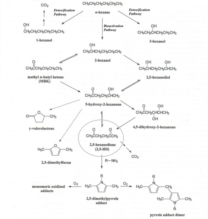 Figure  1.1  Biotransformation  and  macromolecular  binding  reactions  of  n-hexane  and  2,5-HD  in  mammalians  systems