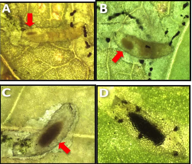 Figura 3.1 – Diferentes tamanhos de larvas indicados pelas setas vermelhas (A, B e C) e  pupa (D) de  C