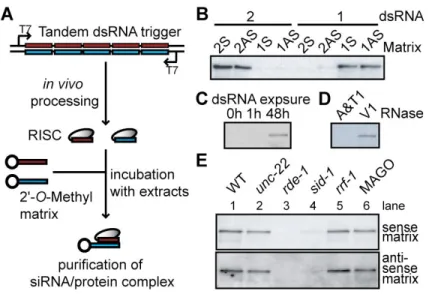 Figure  II-1.    Sequence  specificity  and  genetics  of  RDE-1/RNA  affinity  matrix  binding