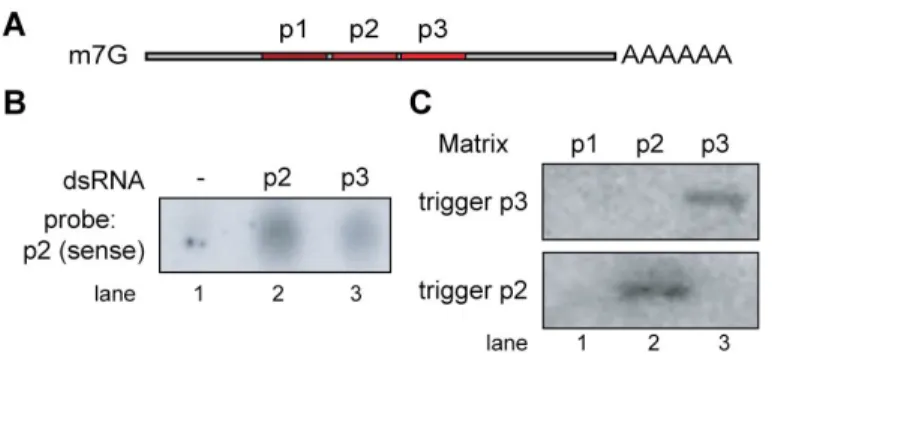 Figure II-2.  RDE-1 does not interact with secondary siRNAs. 