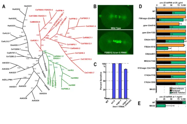 Figure II-3. AGO Genes are Required for RNAi and Development. 