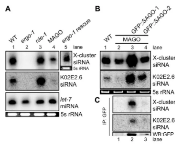 Figure  II-5.  ergo-1(tm1860)  and  the  MAGO  strain  are  deficient  in  endo-siRNA  expression