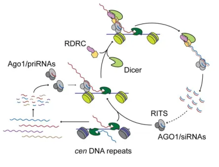 Figure I-3.  Biogenesis of centromeric DNA repeat associated small RNAs 