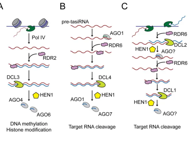 Figure I-4.  Biogenesis of different classes of endogenous small RNAs in Plants. 