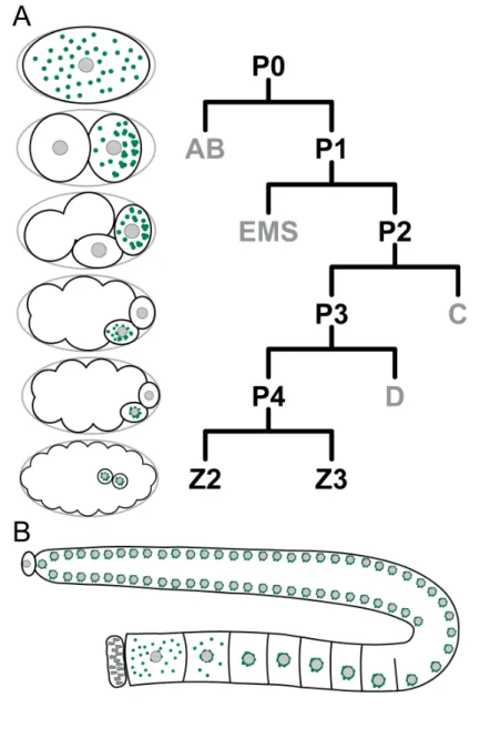 Figure  I-6.    Localization  of  P  granules  during  germline  development  and  embryogenesis