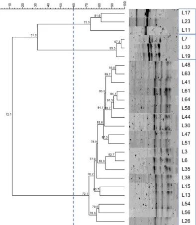 Figure  3.6.  Dendrogram  of  LAB  isolates  from  A5  unit  (2018)  with  60%  similarity  cut-off  and  formed  clusters indicated