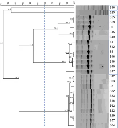 Figure 3.10. Dendrogram of  Enterococcus spp. isolates from N9 unit (2018) with 60% similarity cut-off  and formed clusters indicated