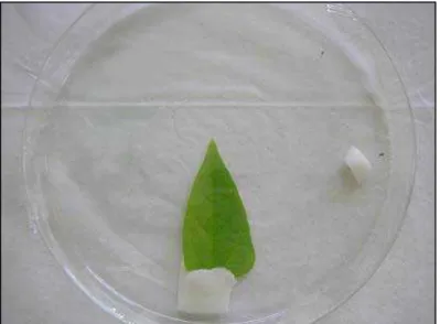 Figura  2  -  Modelo  para  avaliação  da  postura  de  Liriomyza  trifolii  utilizando-se:  placa  de  Petri  coberta  com  filme plástico, contendo um casal de L.trifolii; folha  de feijão caupi com algodão umedecido na base e  algodão  com  mel  a  10% 