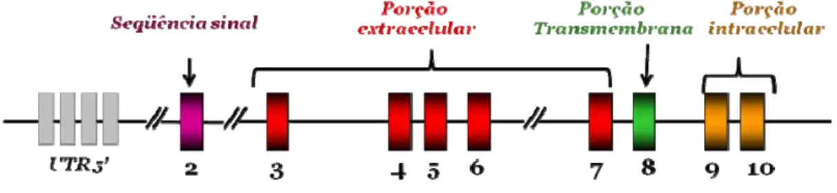 Figura 3: Representação esquemática da estrutura do gene do GHR 