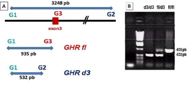 Figura 4: PCR multiplex para genotipagem da presença ou ausência do  exon 3 do GHR : A) Representação esquemática da região do GHRfl,  contendo exon 3
