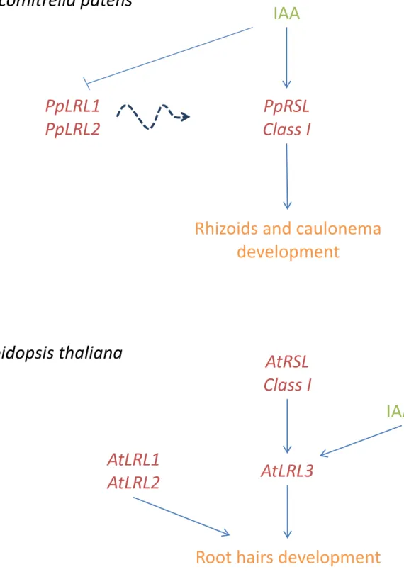 Figure  3.14  –  Working  model  of  the  rooting  cell  developmental  network  in  Physcomitrella and in Arabidopsis