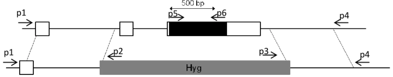 Figure 4.2 – Generation of hol knock-out in P. patens. 