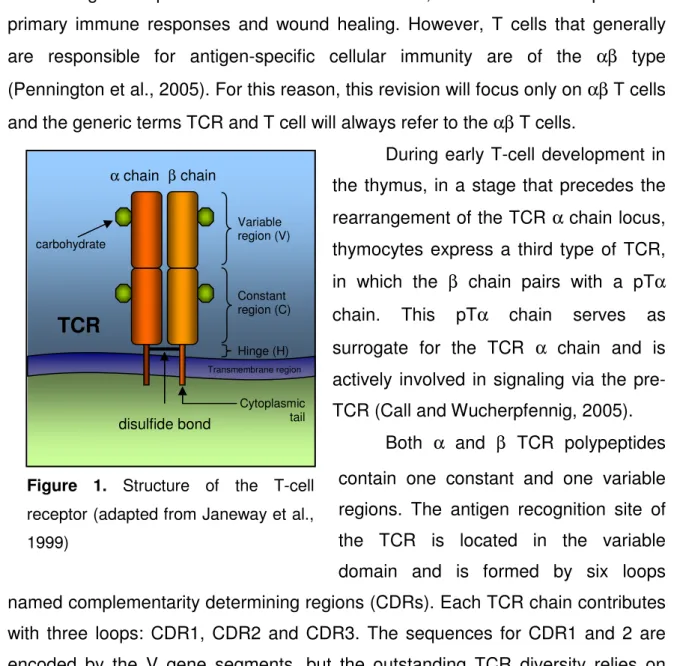 Figure  1.  Structure  of  the  T-cell  receptor (adapted from Janeway et al.,  1999) 