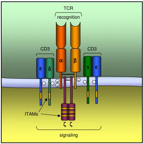 Figure 2. Simplified structure of the TCR-CD3 complex (adapted from Janeway et al., 1999)