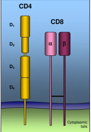 Figure 3. Structure of CD4 and CD8 molecules. 