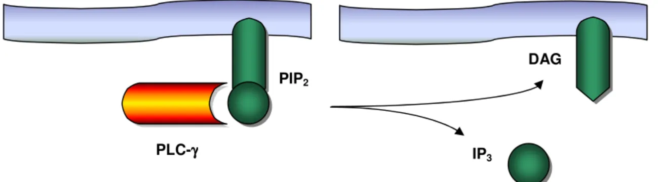 Figure 4. Cleavage of PIP 2  into DAG and IP3, an intermediate step in the signaling cascade  initiated upon TCR stimulation