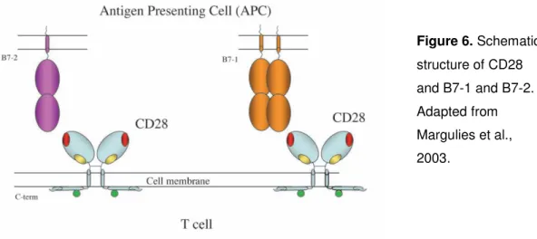 Figure 6. Schematic  structure of CD28  and B7-1 and B7-2.  Adapted from  Margulies et al.,  2003