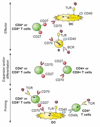 Figure 7. CD27-CD70 interactions in different phases of the immune response. 
