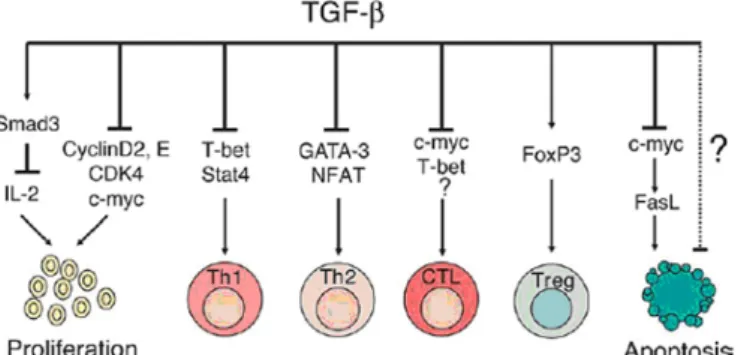 Figure 8. TGF-β regulation of  immune responses. Adapted  from (Li et al., 2006). 