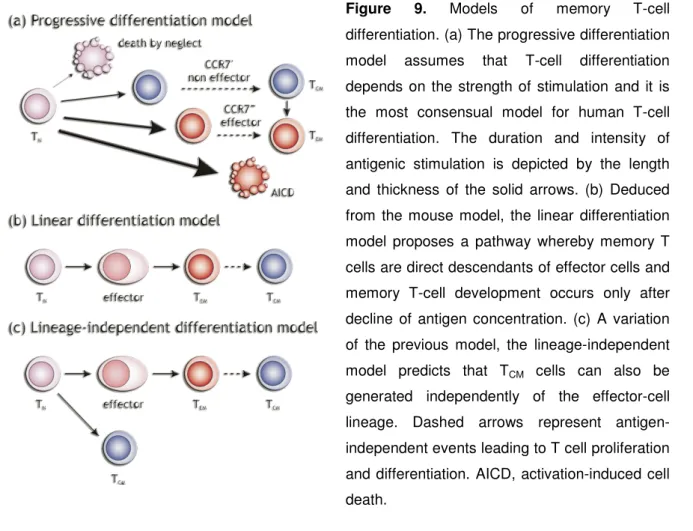 Figure  9.  Models  of  memory  T-cell  differentiation. (a) The progressive differentiation  model  assumes  that  T-cell  differentiation  depends  on  the  strength  of  stimulation  and  it  is  the  most  consensual  model  for  human  T-cell  differe