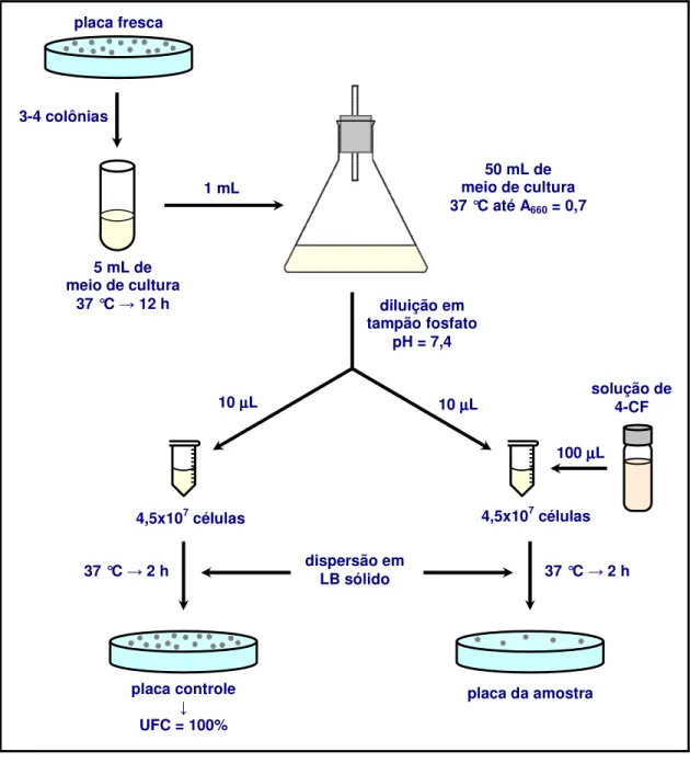 Figura 17.  Representação  esquemática  do  ensaio  bacteriológico  de  toxicidade  realizado com a Escherichia coli para ambas as linhagens investigadas