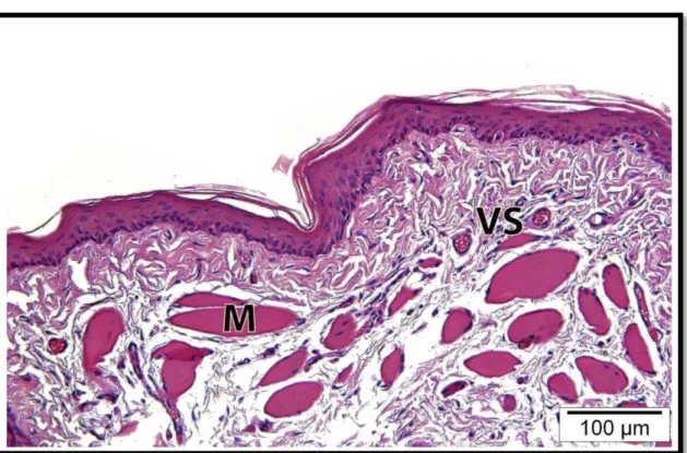 Figura 5.2 –   Fotomicrografia da mucosa  oral do grupo Controle. m, fibras musculares; VS,  vasos sanguíneos