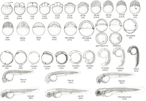 Figure 3.3 - Stages of development of zebrafish embryo. The animal pole is the top for the early stages,  and  anterior  is  on  the  top  later,  except  for  the  two  animal  polar  (AP)  views  shown  below  their  side  view  counterparts  for  germ-r