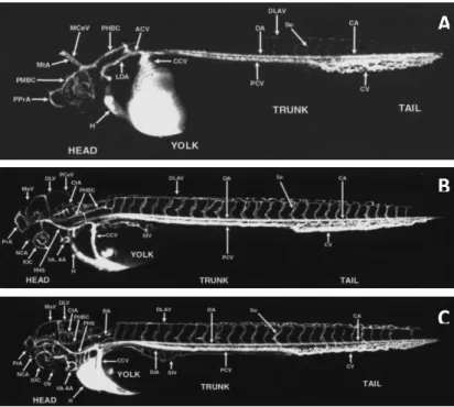 Figure 3.4 - Circulation in the developing zebraﬁsh at approximately 24-36hpf (A), 48-60hpf (B) and 72- 72-84hpf  (C)